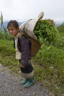 Ein asiatisches Mädchen trägt Gras mit einer Rückentrage